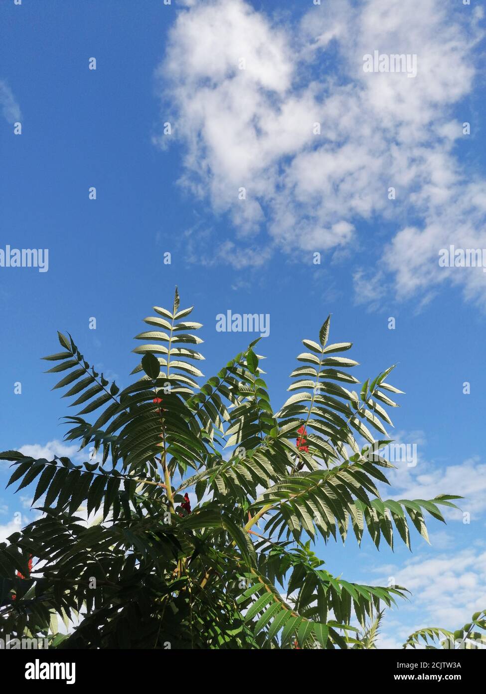Low angle shot of a bright blue sky with clouds and tree branches Stock ...