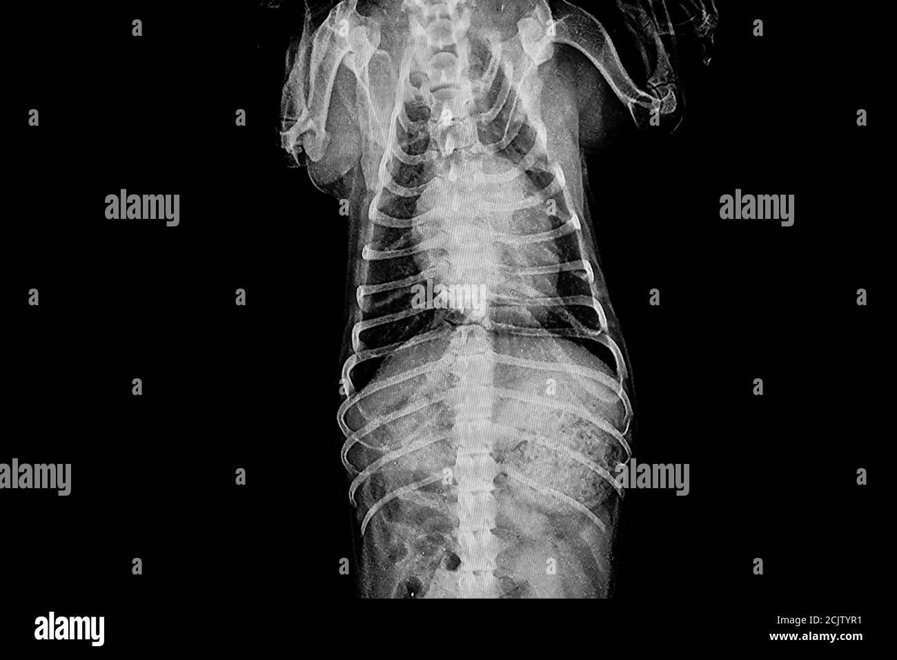X-ray image of a dog in a vet clinic, veterinary concept Stock Photo