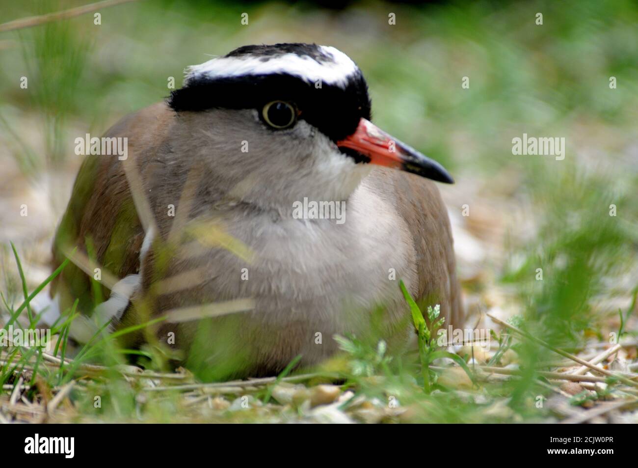 CROWNED PLOVER Stock Photo