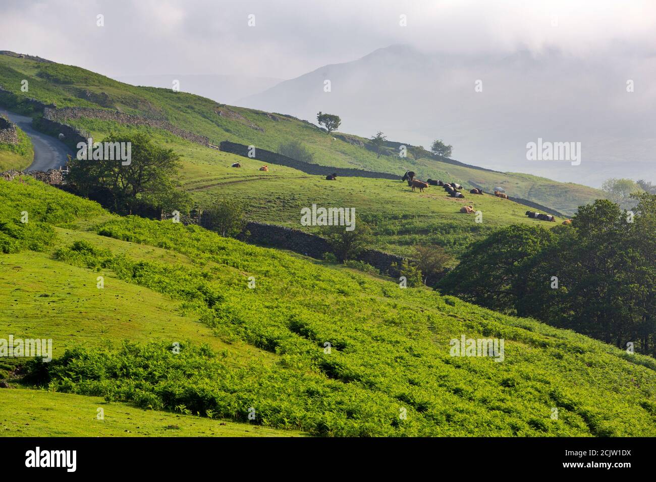 Belted Galloway cattle on the side of Kirkstone Pass, Ambleside, Lake District, UK. Stock Photo