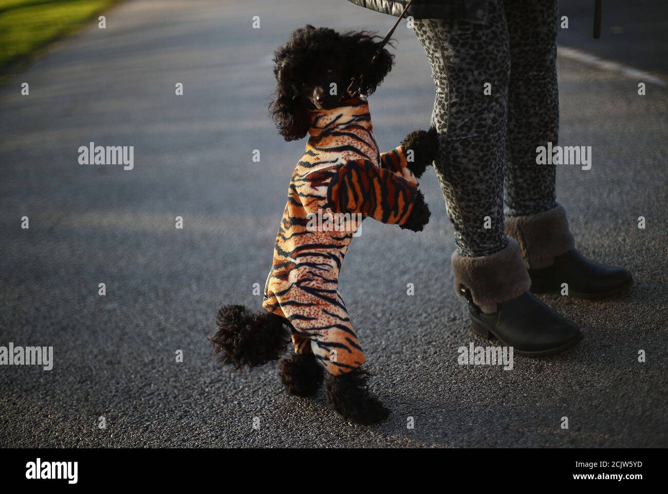 A Toy Poodle arrives for the first day of the Crufts Dog Show in Birmingham, Britain, March 7, 2019. REUTERS/Hannah McKay Stock Photo