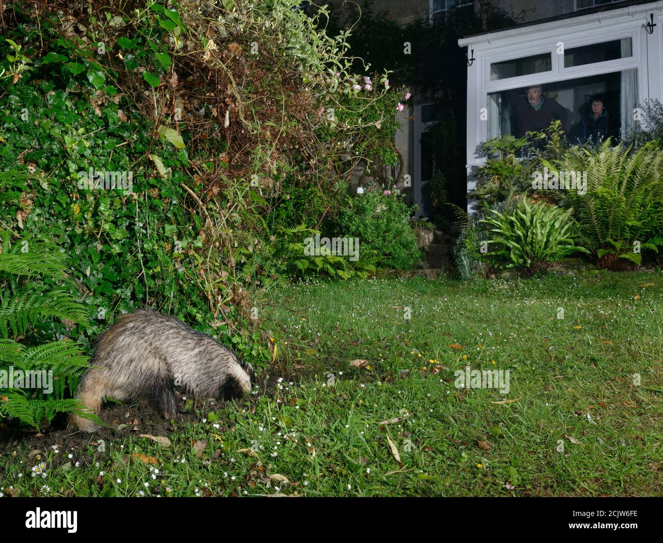 European badger (Meles meles) digging in a garden lawn at night, possibly to excavate a Bumblebee nest to feed on, with the homeowners watching in the Stock Photo