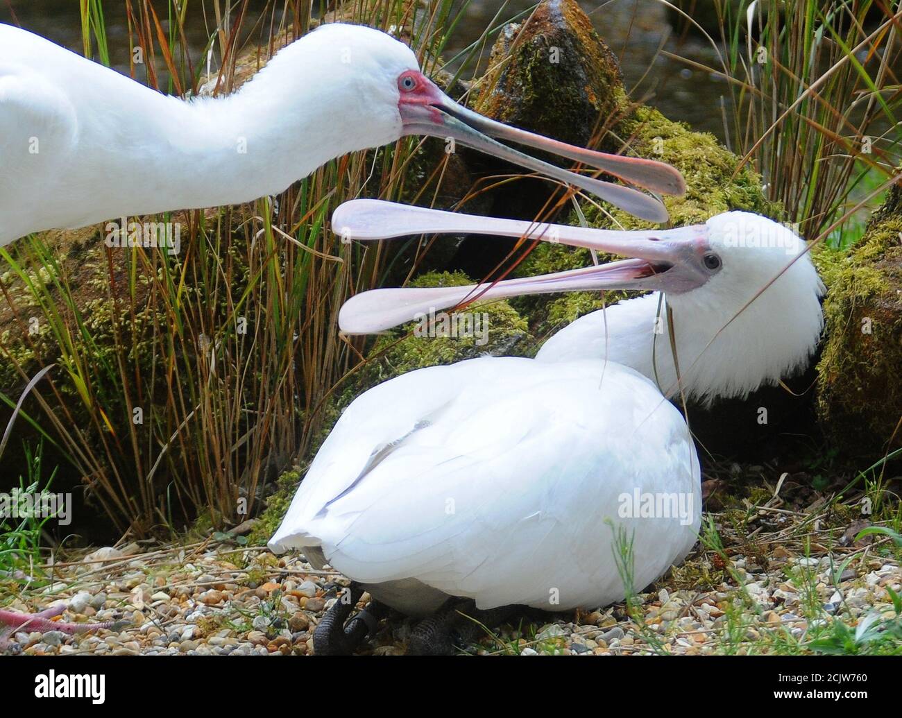 Spoonbill pair hi-res stock photography and images - Alamy