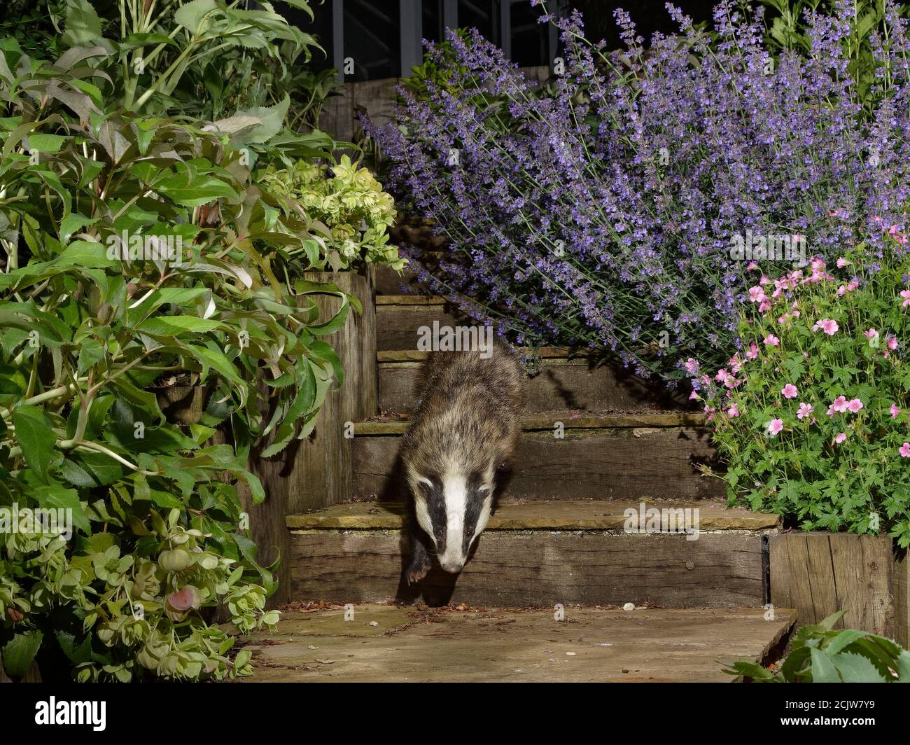 European badger (Meles meles) walking down garden steps at night, past flowering plants, June 2020 (during Coronavirus lockdown period). Stock Photo