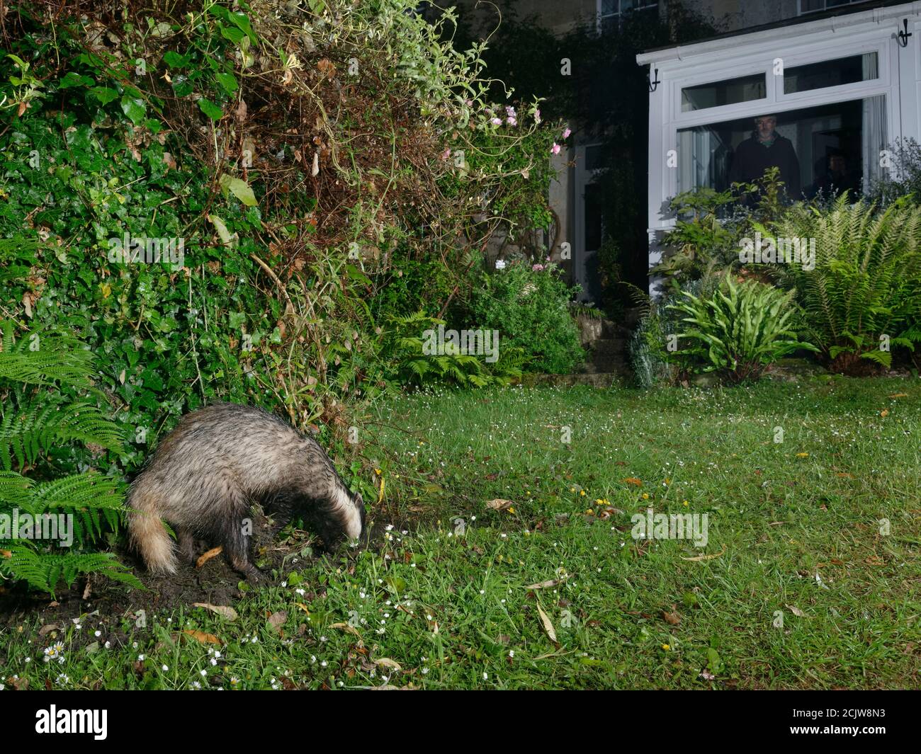 European badger (Meles meles) digging in a garden lawn at night  to excavate a Bumblebee nest to feed on, with the homeowner watching, June 2020. Stock Photo