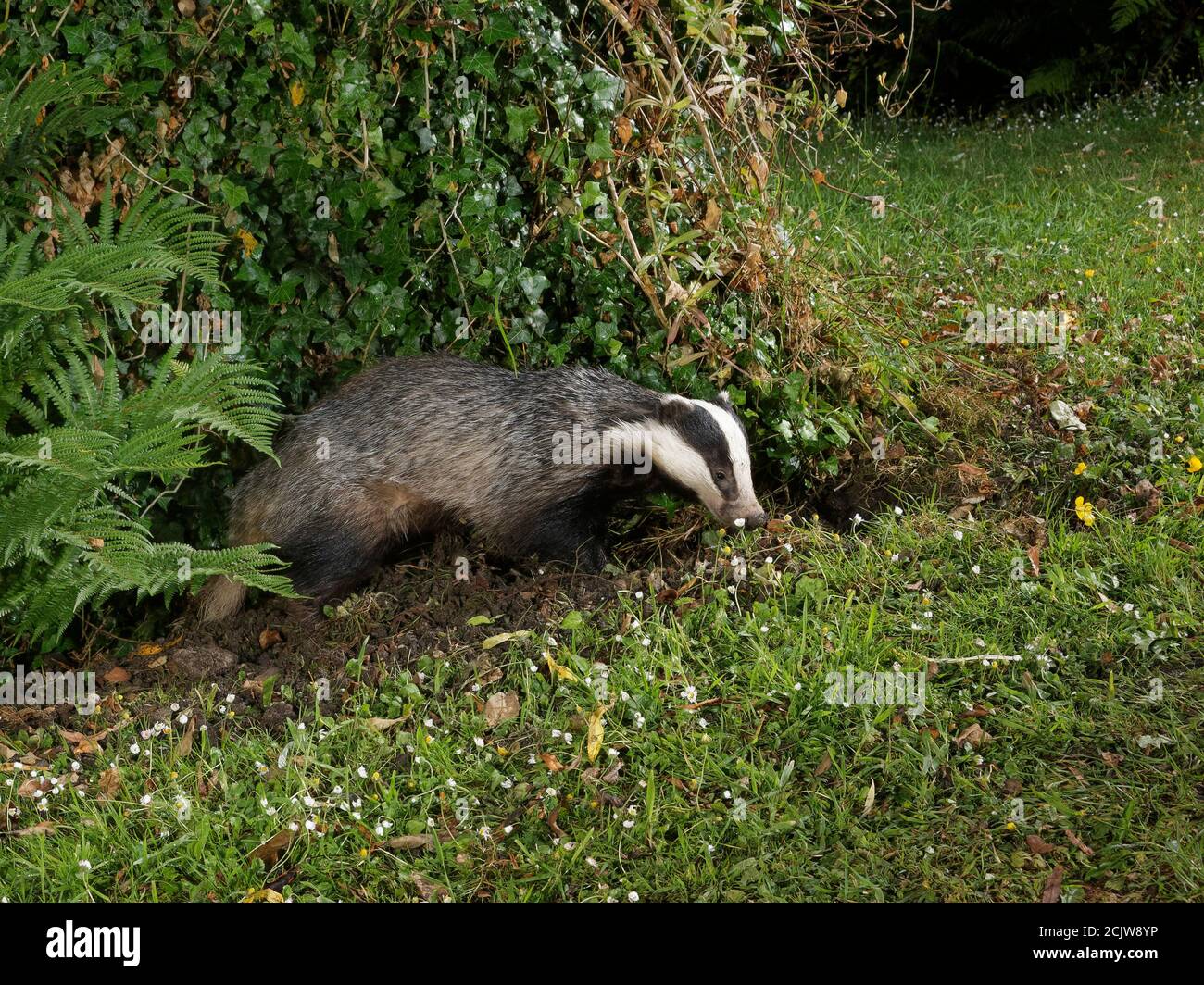 European badger (Meles meles) digging for invertebrate prey in a garden