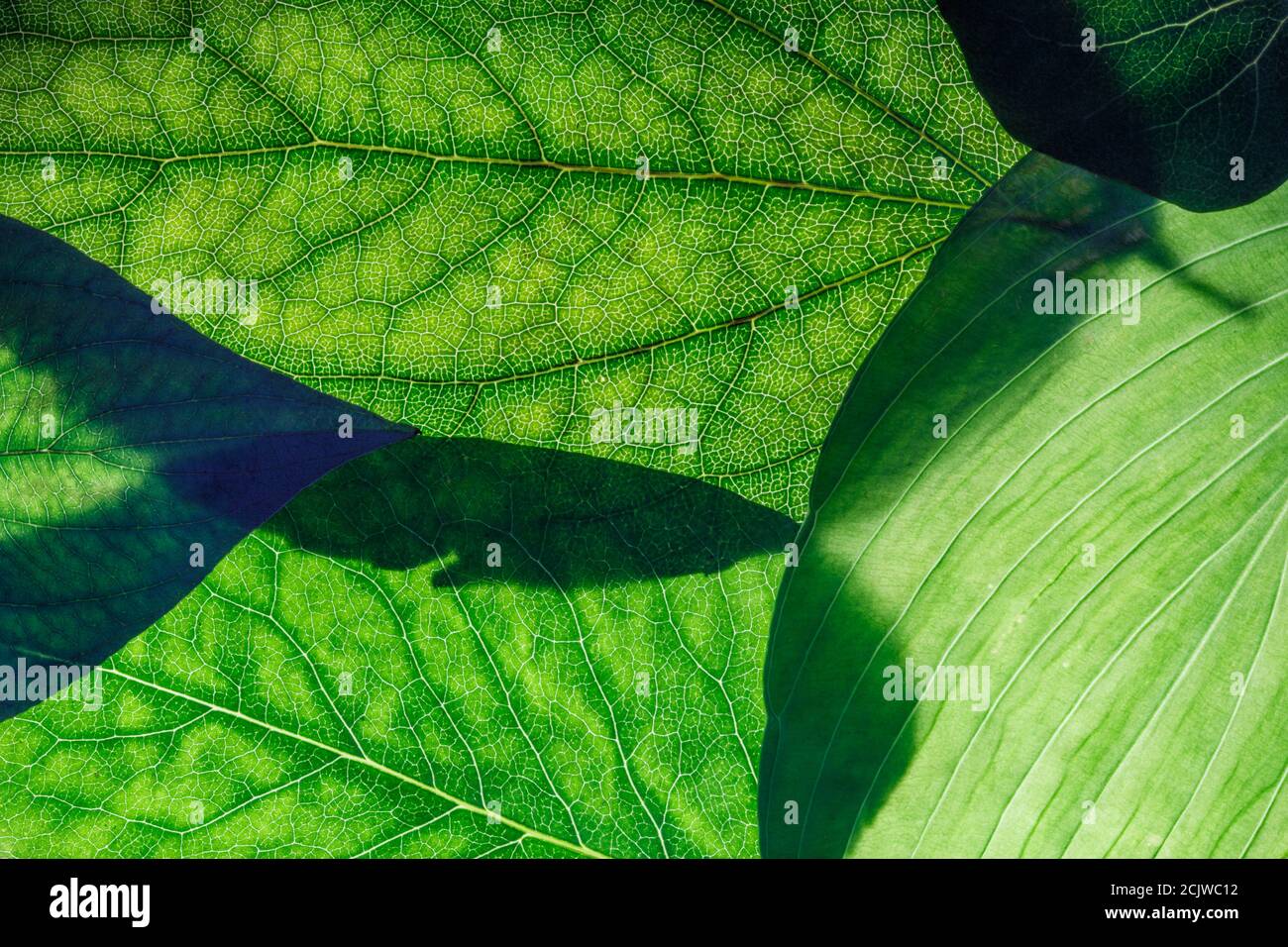 green leaves close up. background for design Stock Photo - Alamy