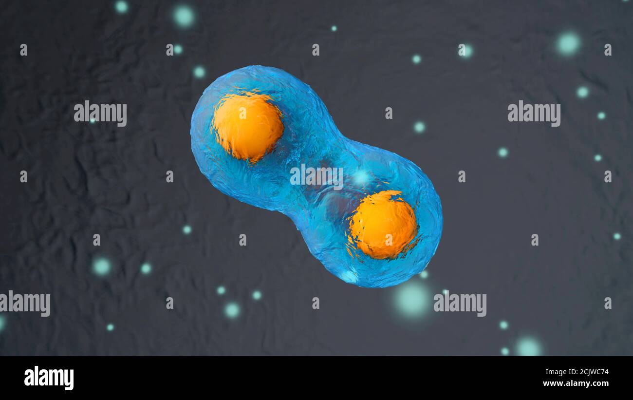 Human cells mitosis microscope hi Biology Diagrams