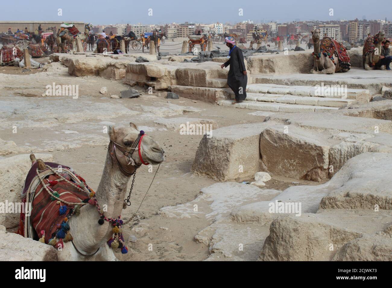 Camel at pyramids area Stock Photo