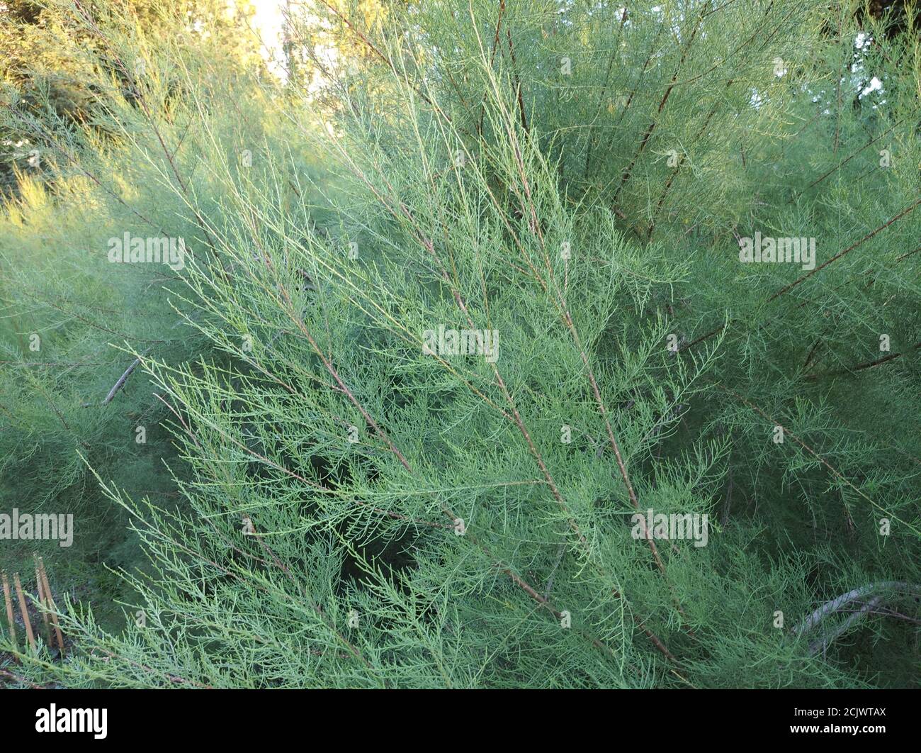 Branch with needle leaves of tamarix. Green plant background Stock Photo