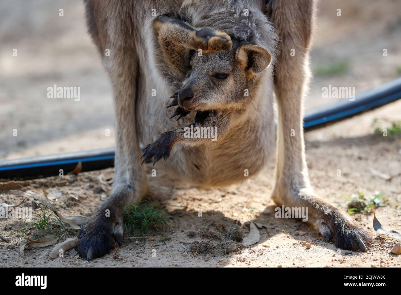 pouch bolsa australia