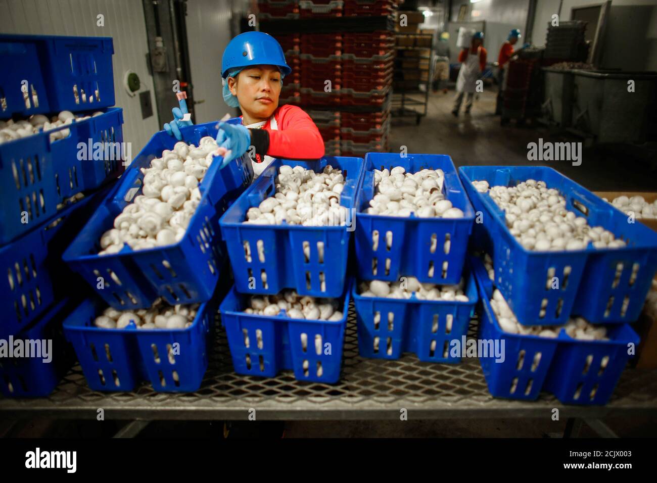 A Temporary Foreign Worker Sorts Mushrooms At The Highline Mushrooms Farm Canada S Largest Mushroom Grower In Leamington Ontario Canada April 14 2016 Canada S Liberal Government Is Considering A Delay On Imposing New