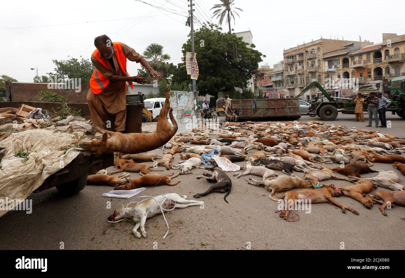 A municipal worker unloads the bodies of stray dogs from a garbage truck after they were culled using poison by the municipality in Karachi, Pakistan, August 4, 2016. REUTERS/Akhtar Soomro Stock Photo