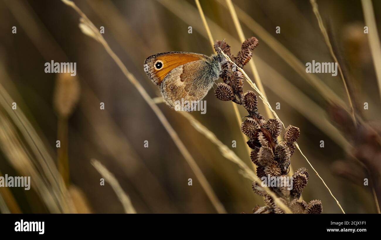 Butterfly. Small heat (Coenonympha pamphilus). Italy. Stock Photo