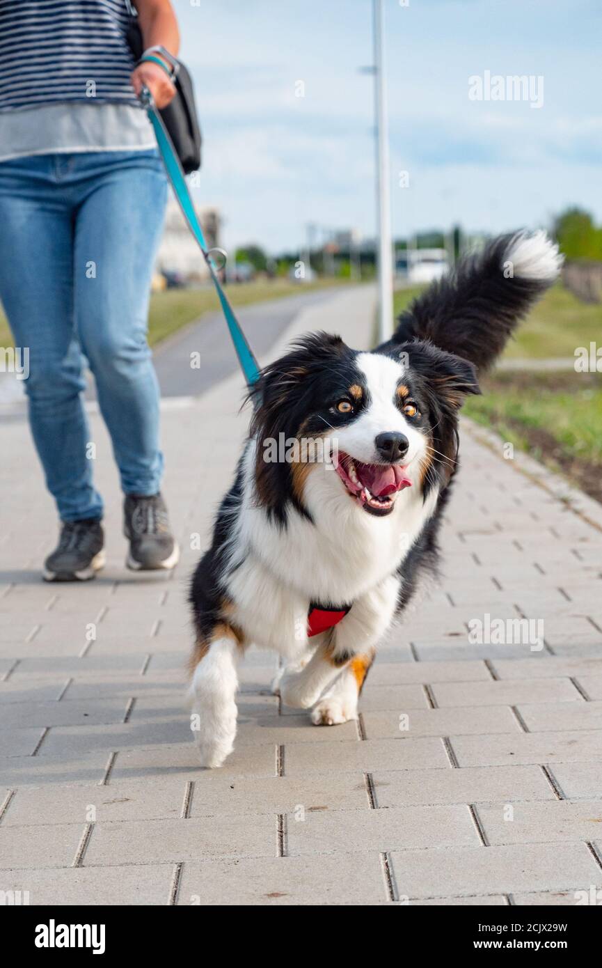 Beautiful woman australian shepherd hi-res stock photography and images ...