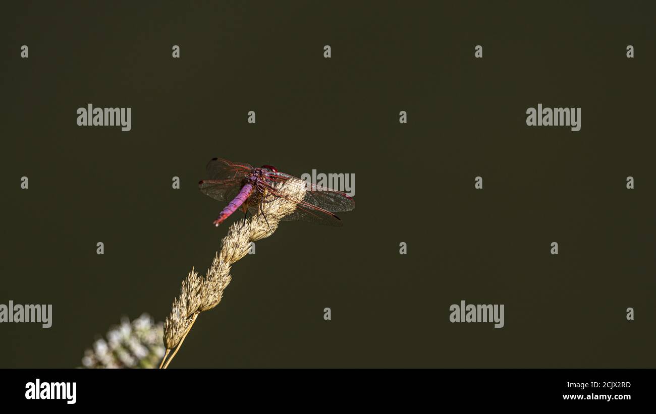 Dragonfly. Violet dropwing (Trithemis annulata), male. Italy. Stock Photo