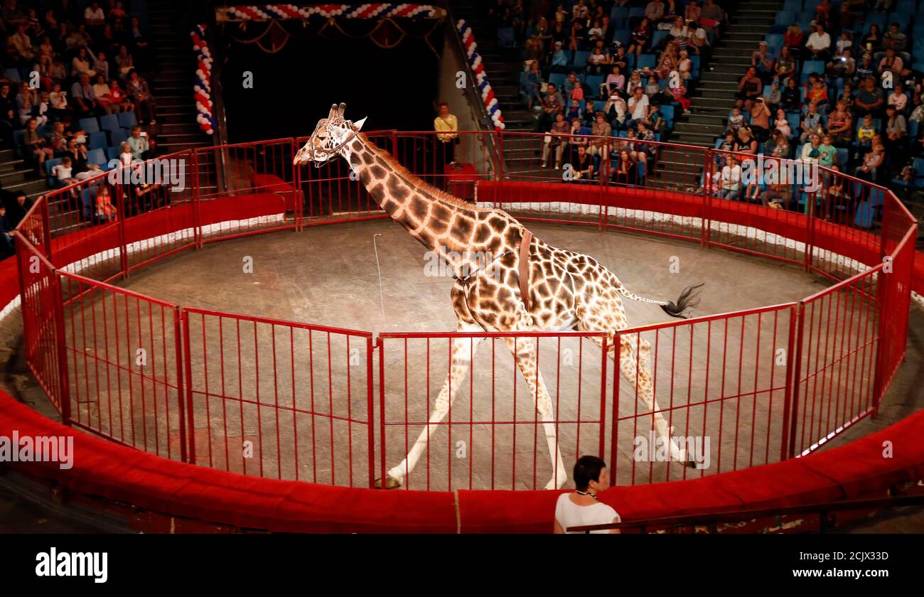 лучшие цирки мира. цирк дю солей лос анджелес. самый крутой цирк. самый большой цирк в мире. международный фестиваль цирка в монте-карло.