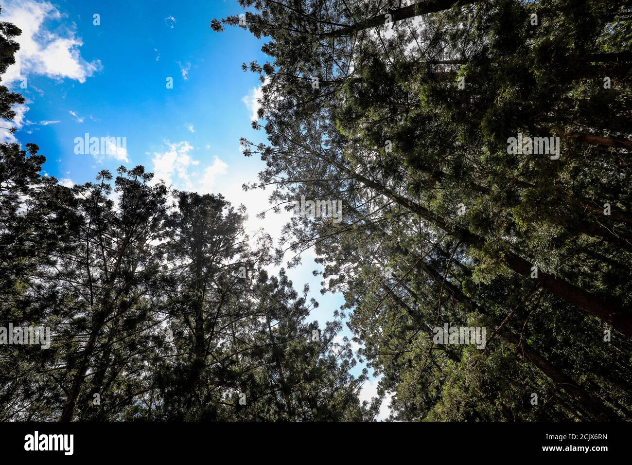 Low angle shot of tall trees in a forest Stock Photo - Alamy