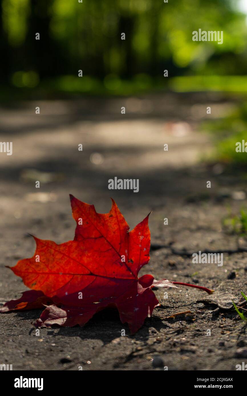 Fallen Red Maple Leaf High Resolution Stock Photography and Images - Alamy