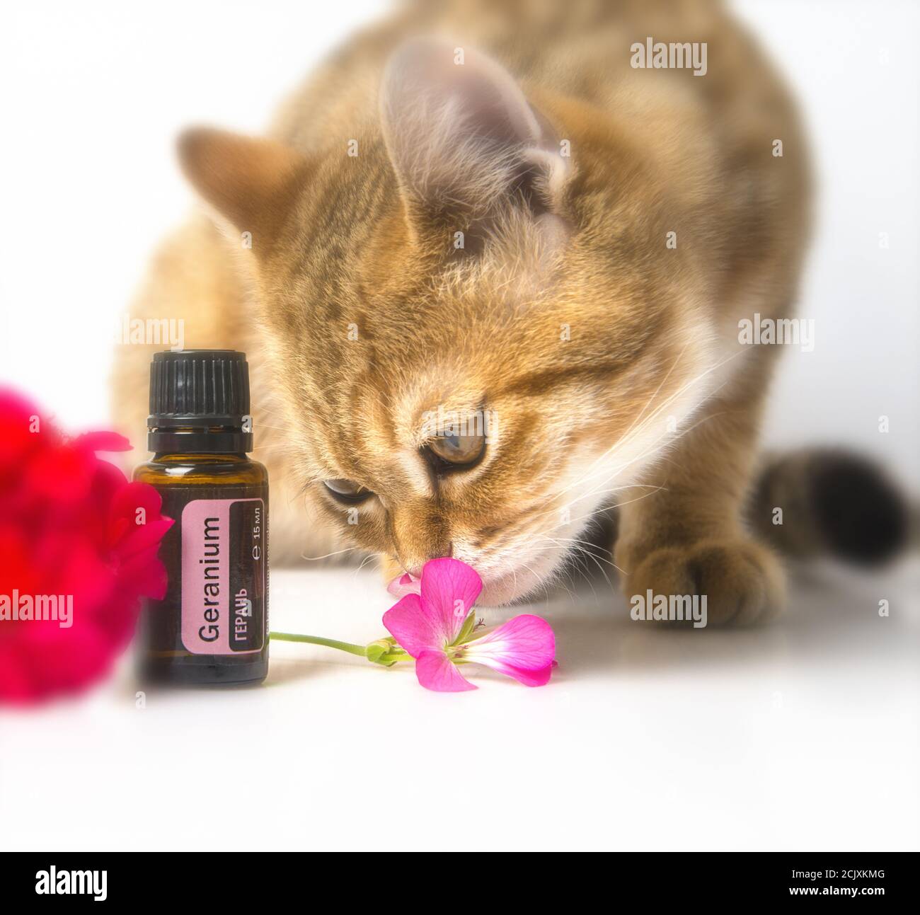 doTerra essential oil bottles. Geranium essential oil. Essential doterra oil. The red cat