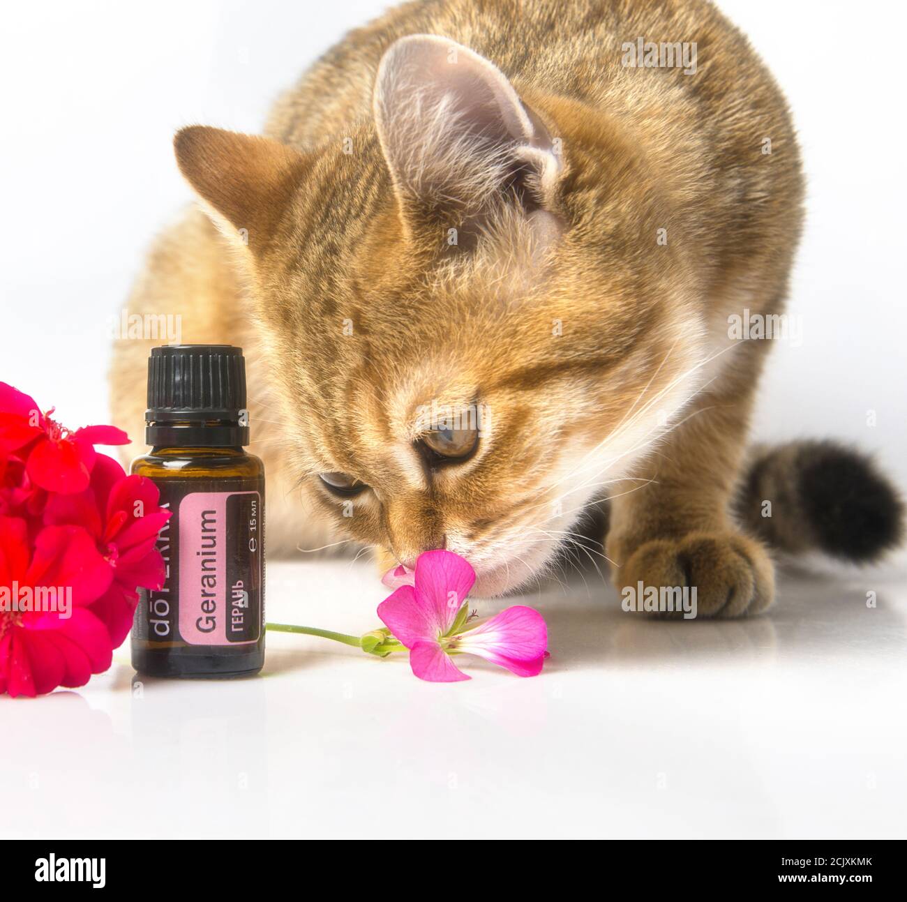 doTerra essential oil bottles. Geranium essential oil. Essential doterra oil. The red cat sniffing a flower of geranium. Stock Photo