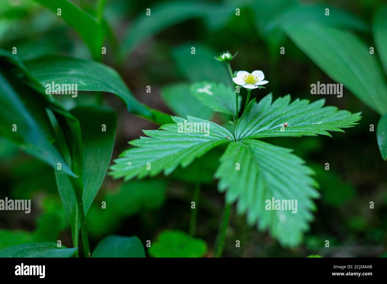 Wild strawberry flower and green leaves Stock Photo - Alamy