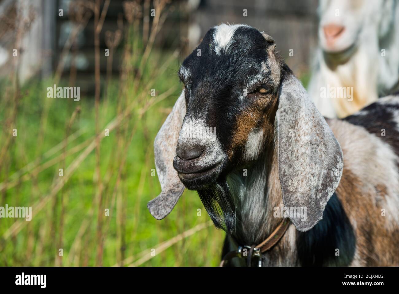 south african boer goat doeling portrait on nature Stock Photo - Alamy