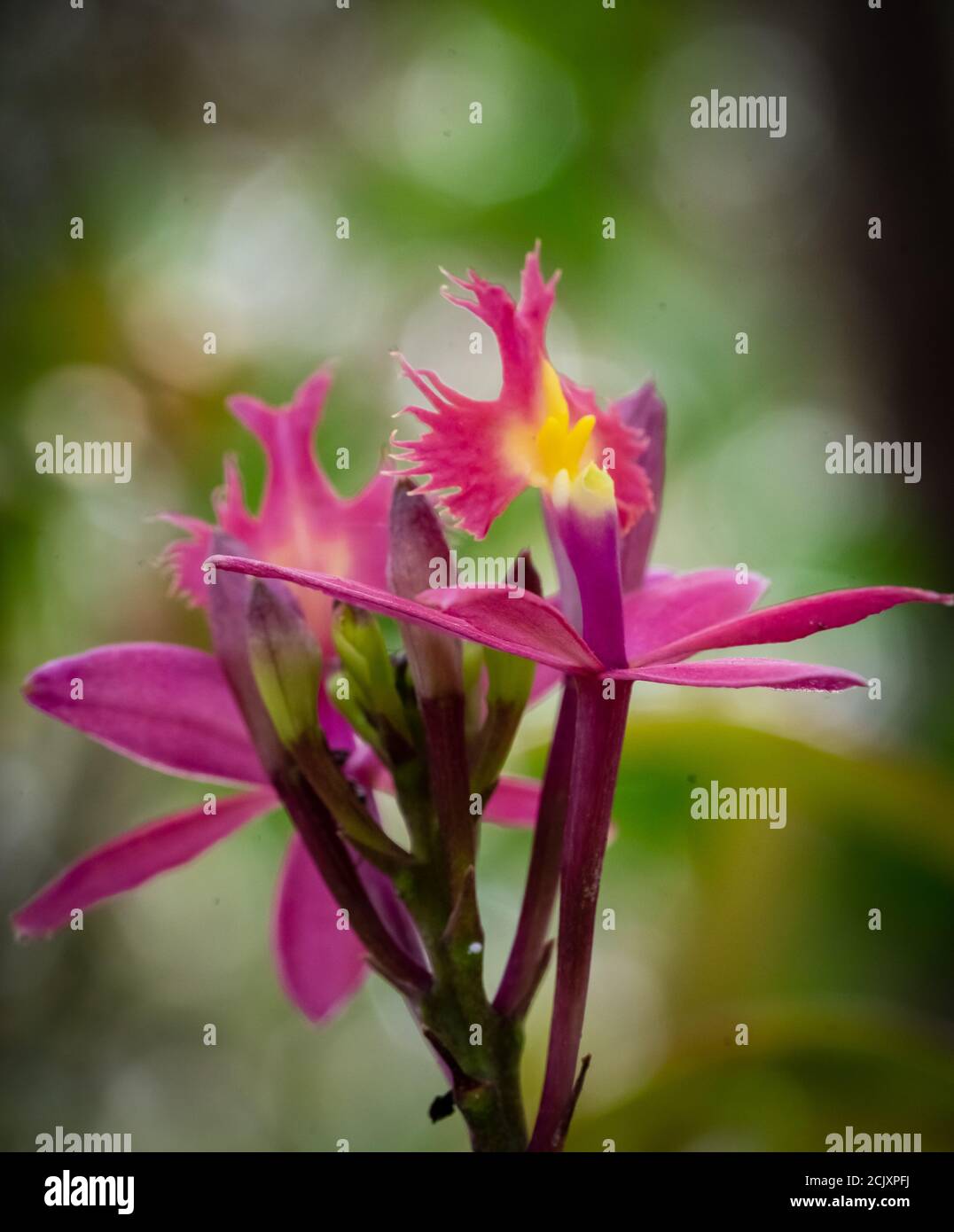 Planta de interior en blanco hi-res stock photography and images - Alamy