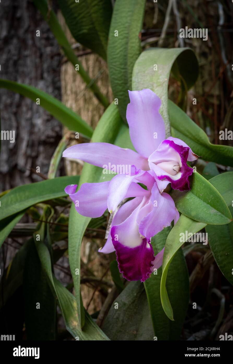 Orquidea natural de cultivo organico y de cuidado personal en un jardin hogareño Stock Photo