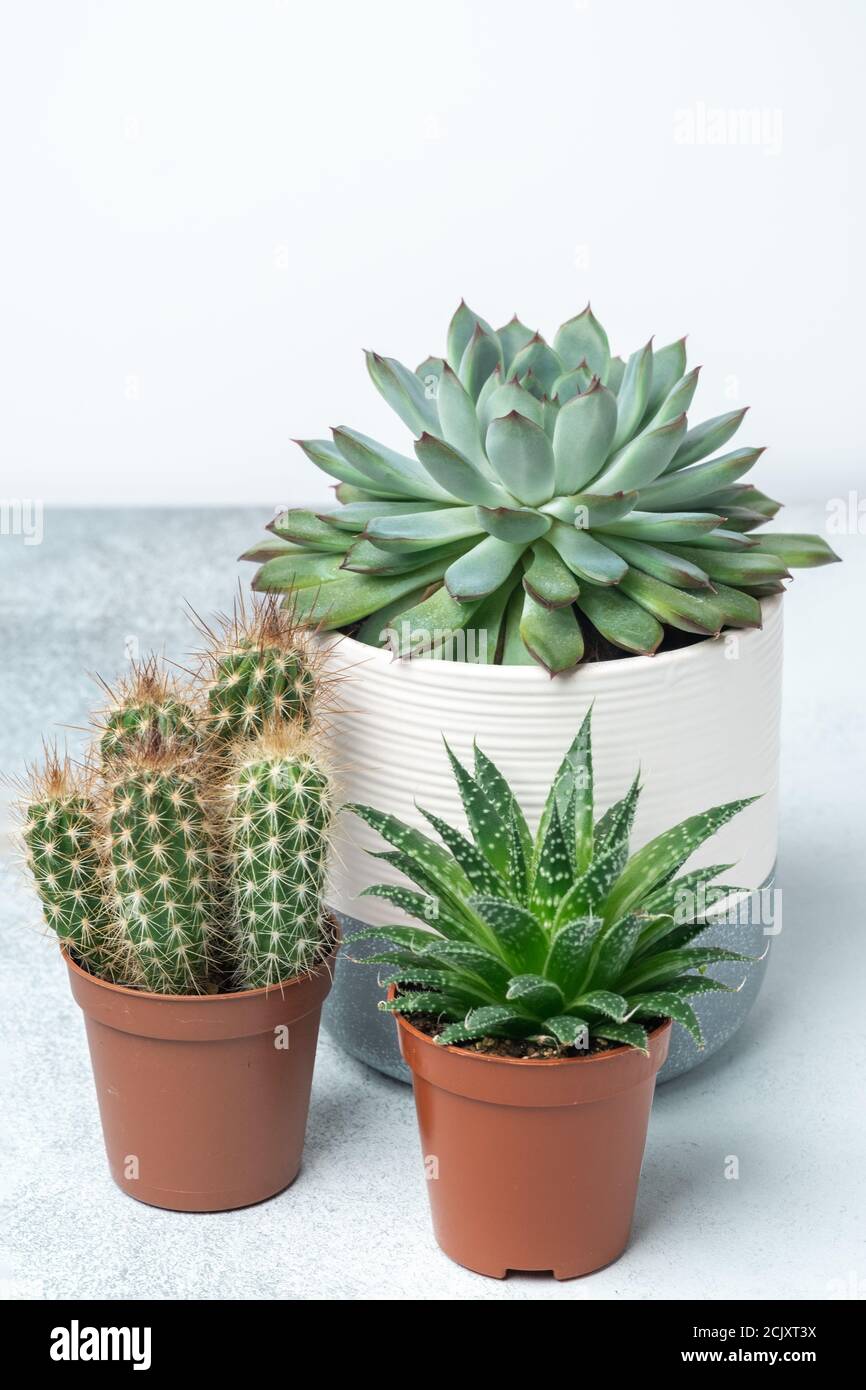 Haworthia, echeveria, cactus in different pots on stone table indoor. Plant  transplantation. Concept of indoor garden home - Image Stock Photo - Alamy