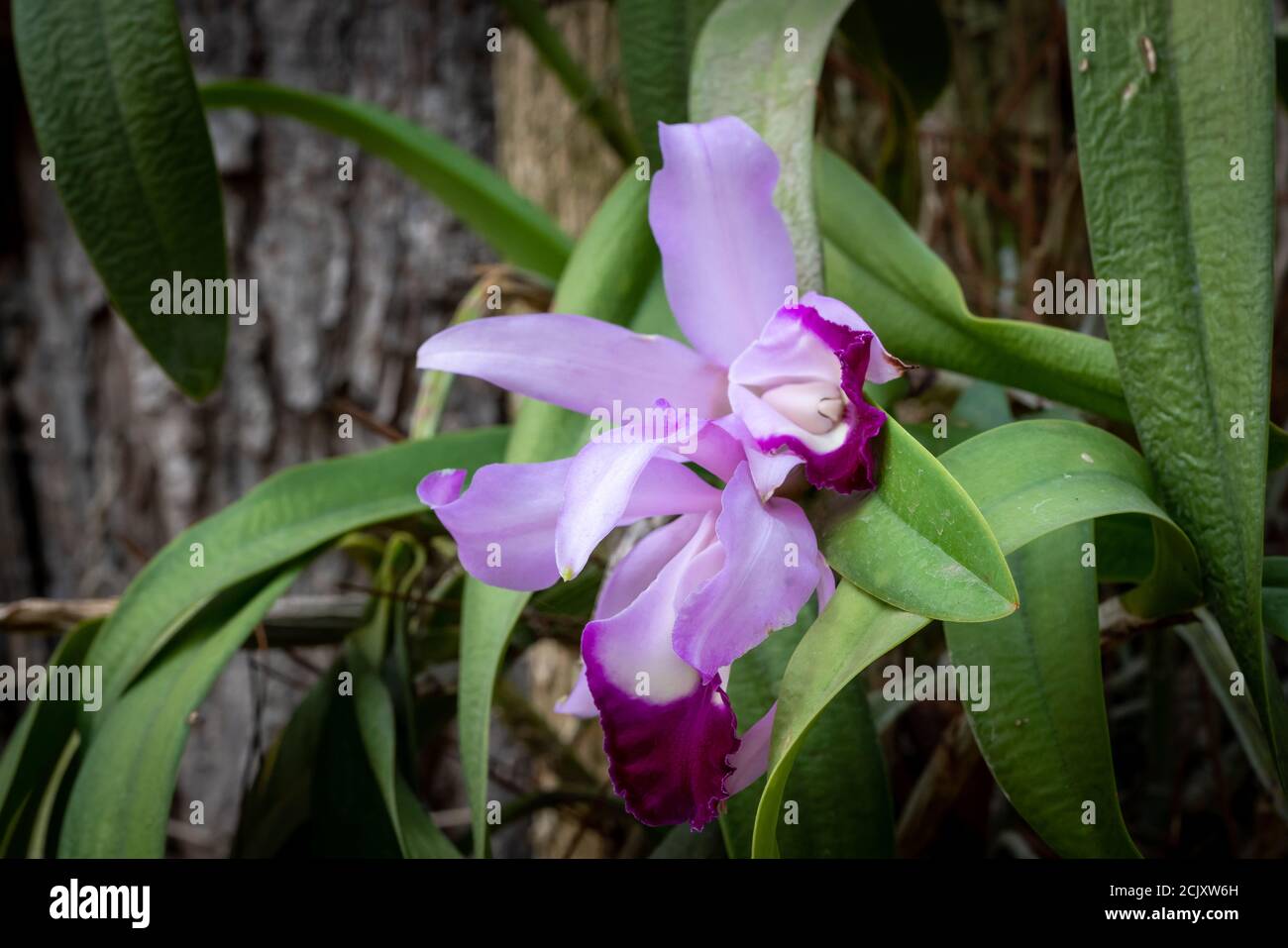 Orquidea natural de cultivo organico y de cuidado personal en un jardin hogareño Stock Photo
