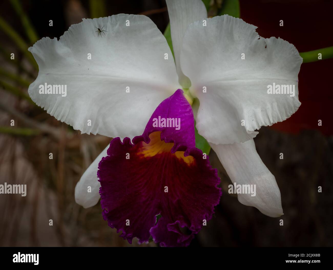 Orquidea natural de cultivo organico y de cuidado personal en un jardin hogareño Stock Photo