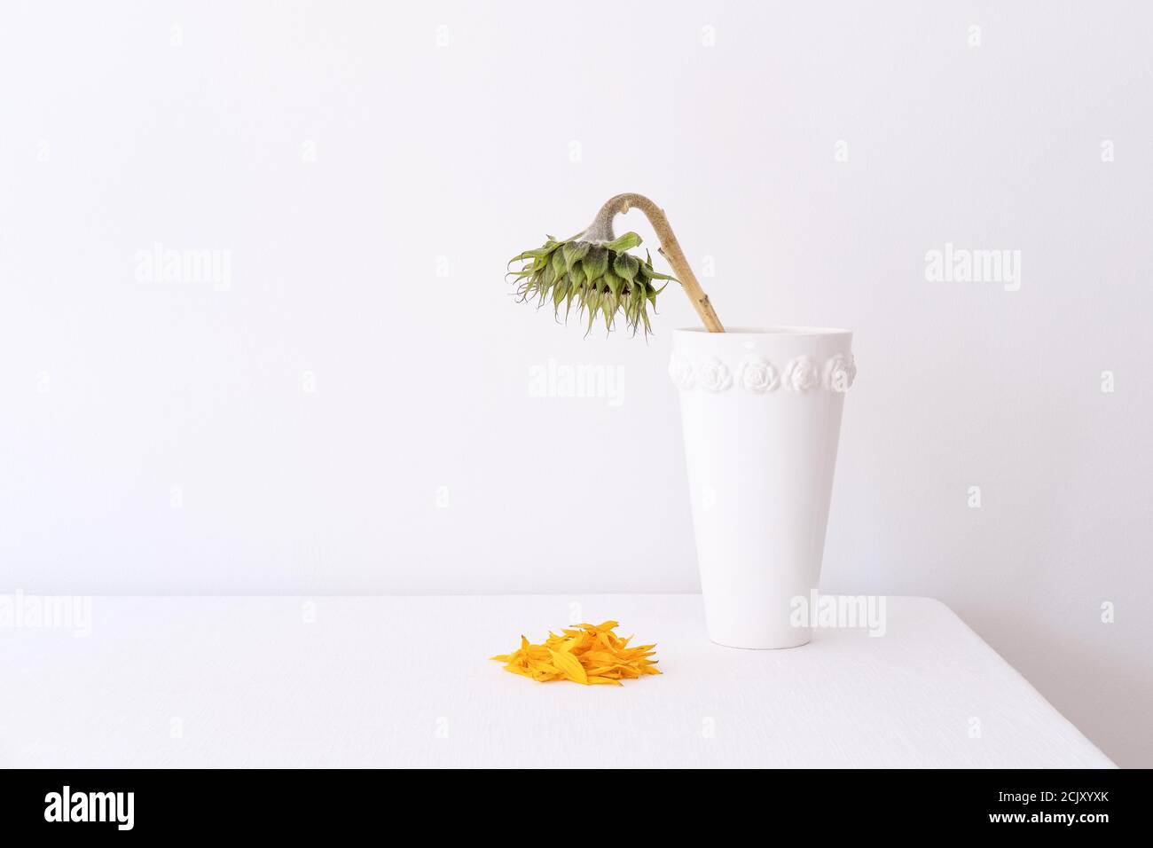 Drooping sunflower hires stock photography and images Alamy
