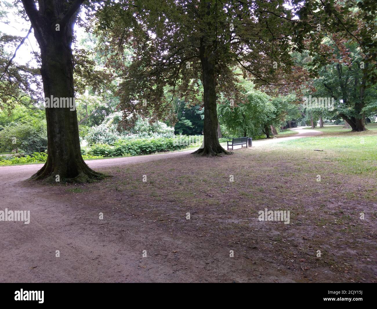 Beautiful shot big trees hi-res stock photography and images - Alamy