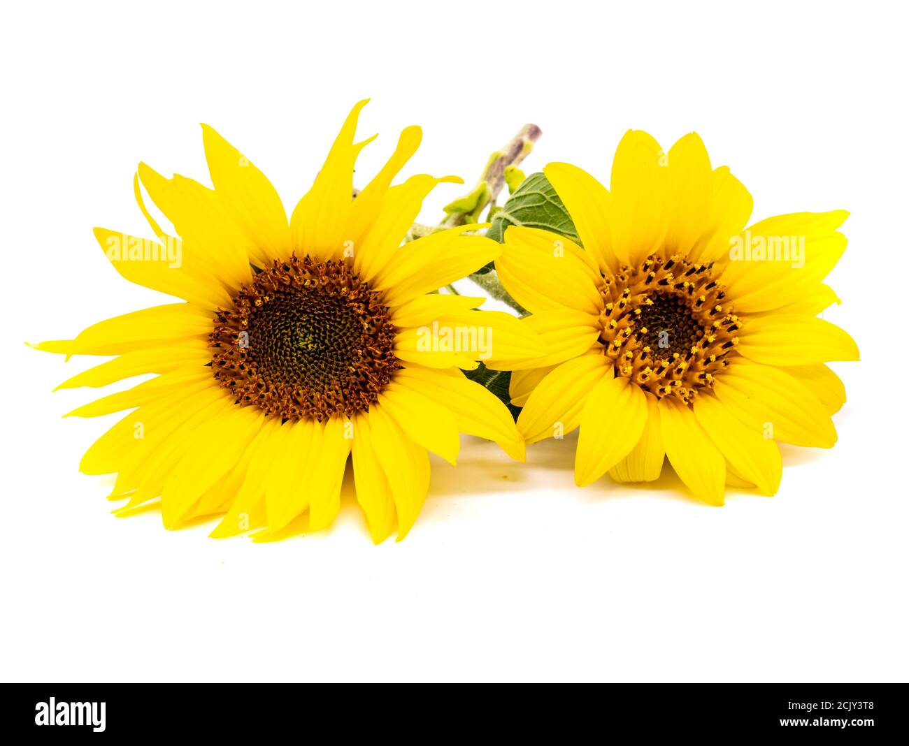 Sunflower isolated on white background Stock Photo
