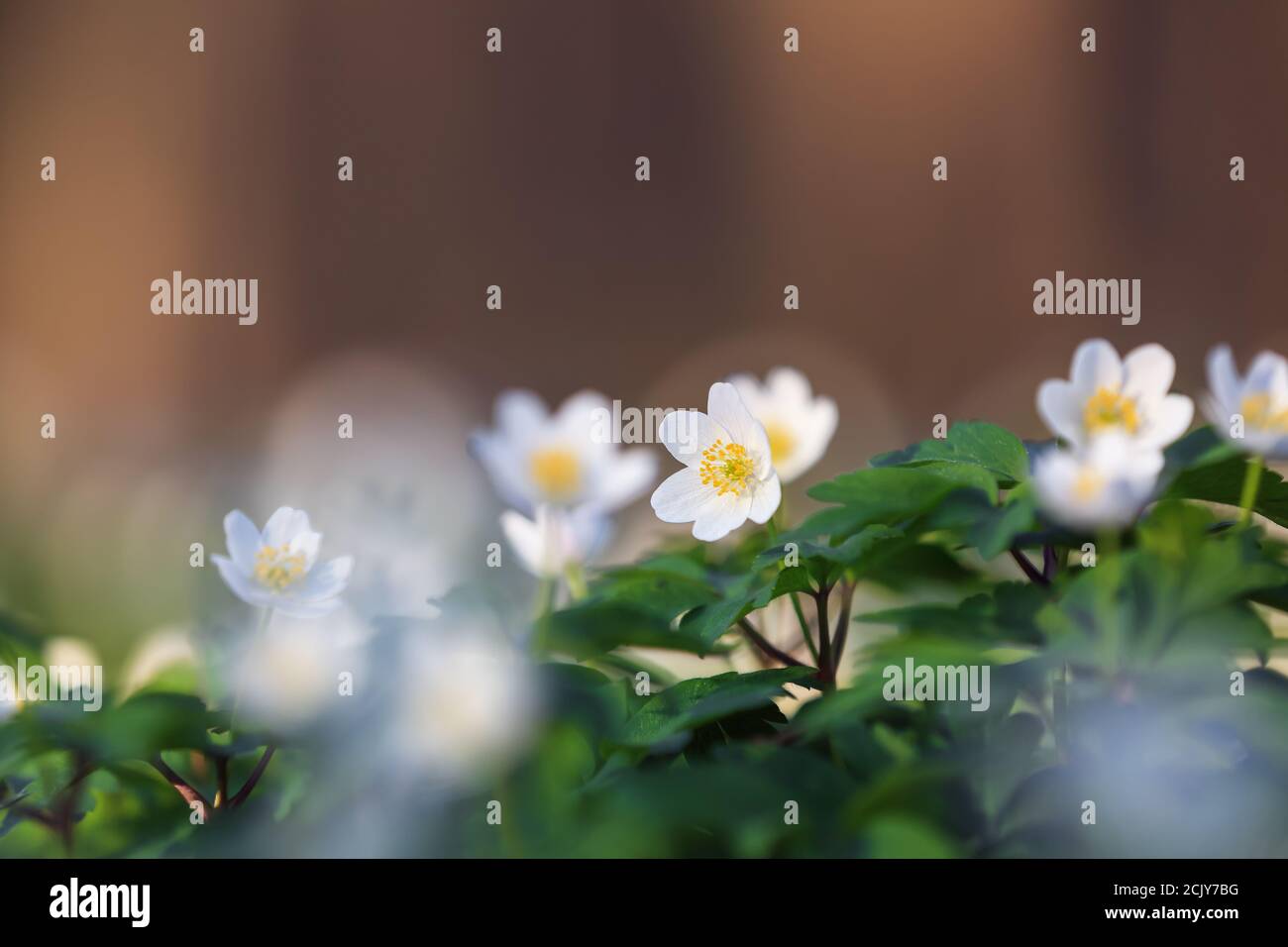 Early spring flower anemone nemorosa on the background of bokeh green grass. Majestic nature wallpaper with forest flowers. Floral springtime. Locatio Stock Photo