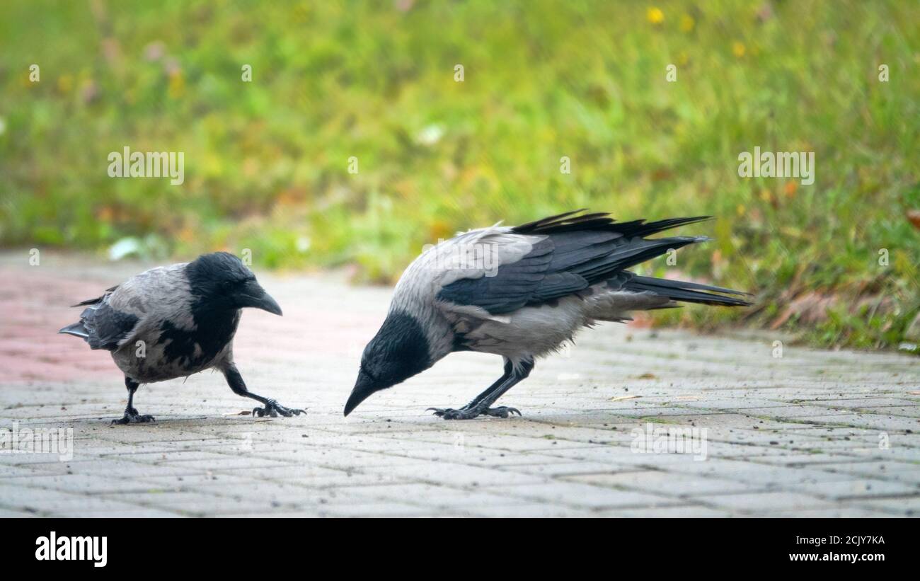 Hooded crows (Corvus cornix) in the city. These smart (sly) birds are characterized by funny behavior during social interactions Stock Photo