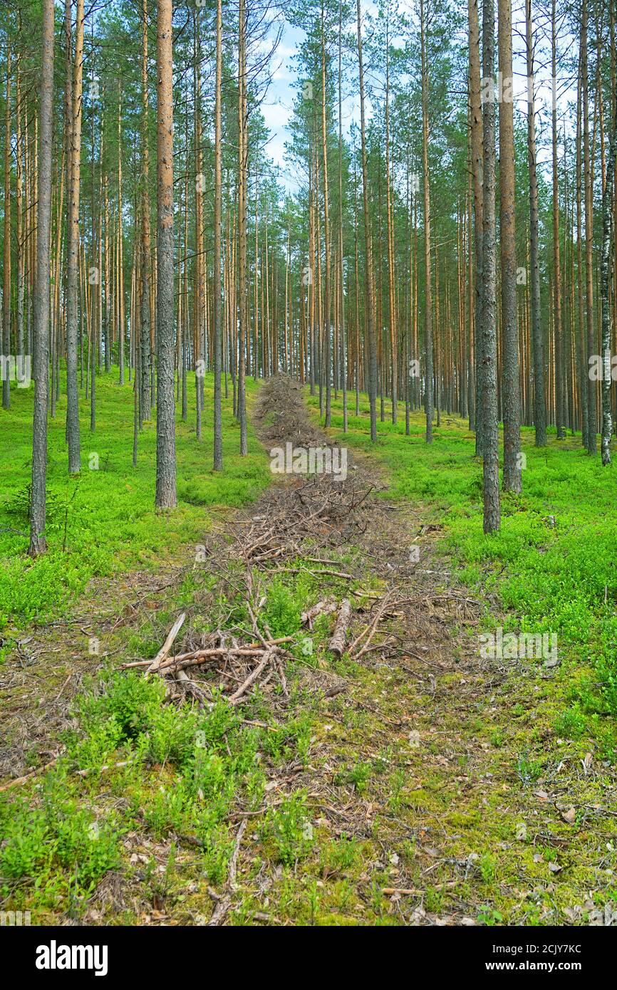 Remains of cutting,, logging waste in Northern boreal coniferous forest ...