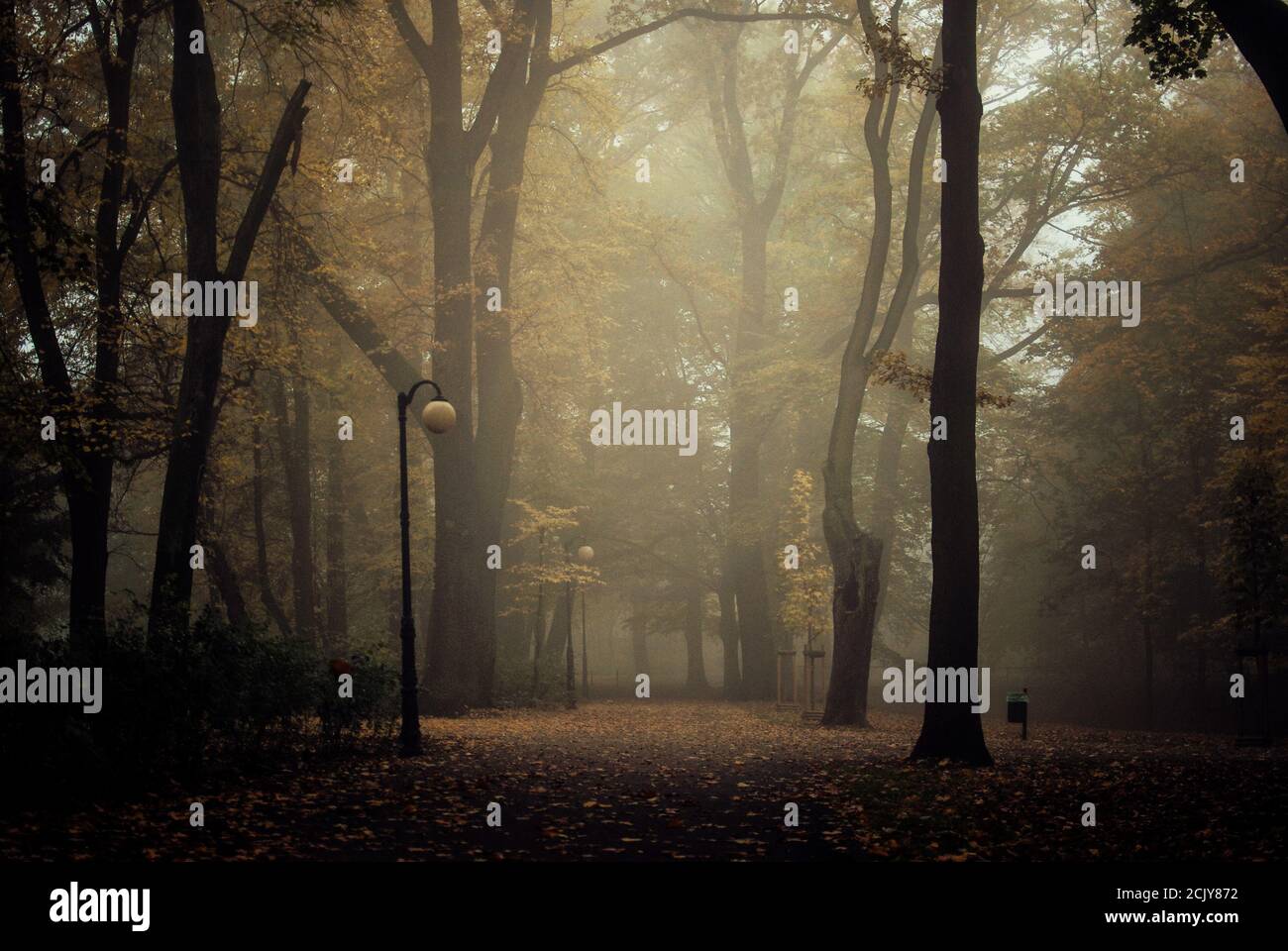 Foggy day in the park in autumn Stock Photo - Alamy