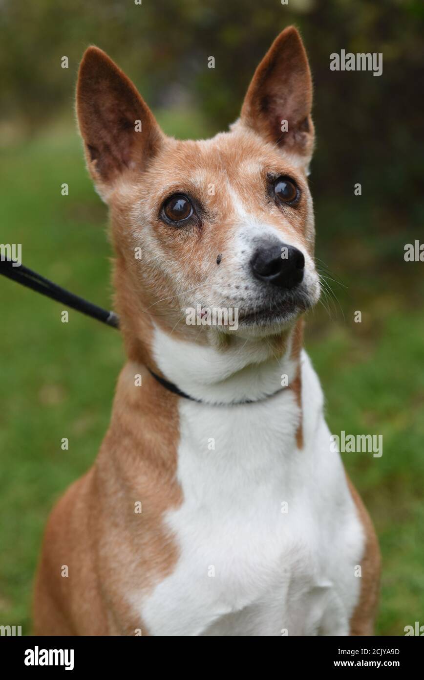 old adult red Basenji dog portrait on nature Stock Photo