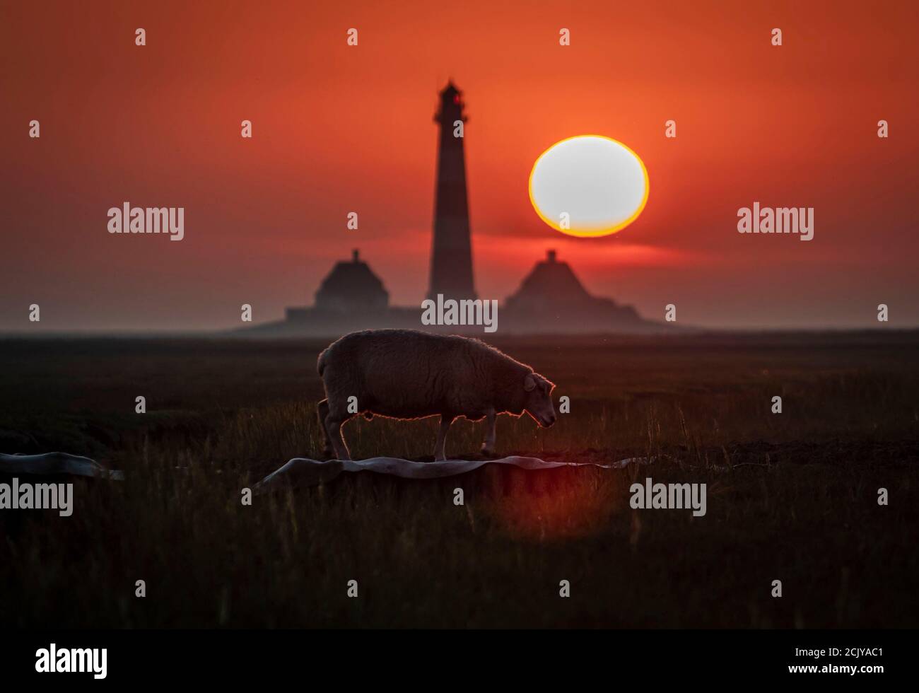 Westerhever, Germany. 15th Sep, 2020. The sun sets in the evening behind the lighthouse of Westerhever near Saint Peter-Ording on the North Sea coast, while in the foreground a sheep walks on one of the salt marshes. Credit: Frank Rumpenhorst/dpa/Alamy Live News Stock Photo