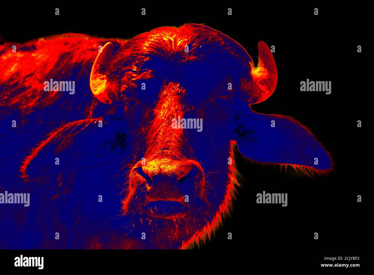 Indian water Buffalo in scientific hightech thermal imager on black
