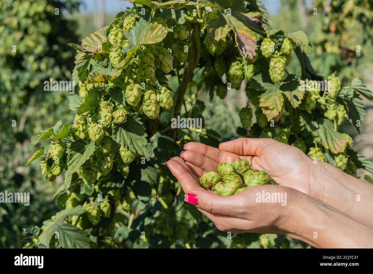 Female hands hold hop cones close-up. Harvesting hops in the field. Stock Photo