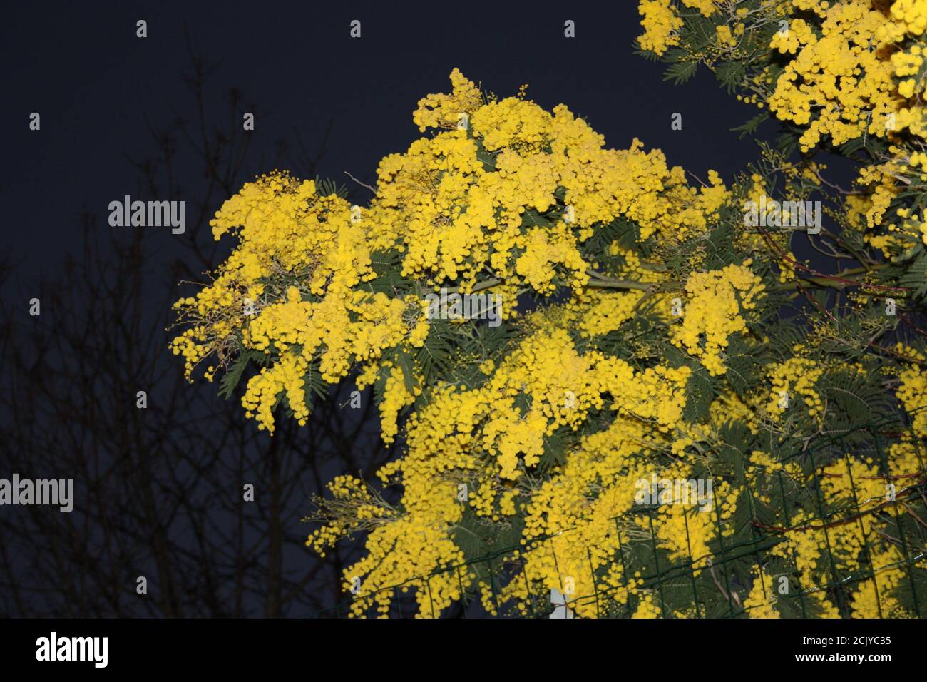 very yellow seasonal mimosa plant just flowered in March Stock Photo Alamy