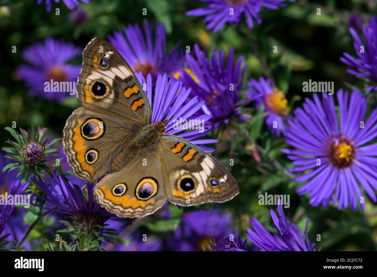 Junonia coenia, known as the common buckeye or buckeye on New England Aster. It is in the family Nymphalidae. Stock Photo