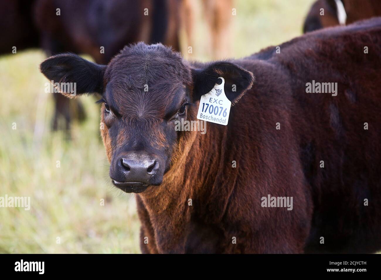 Cows in field, Stellenbosch, South Africa Stock Photo