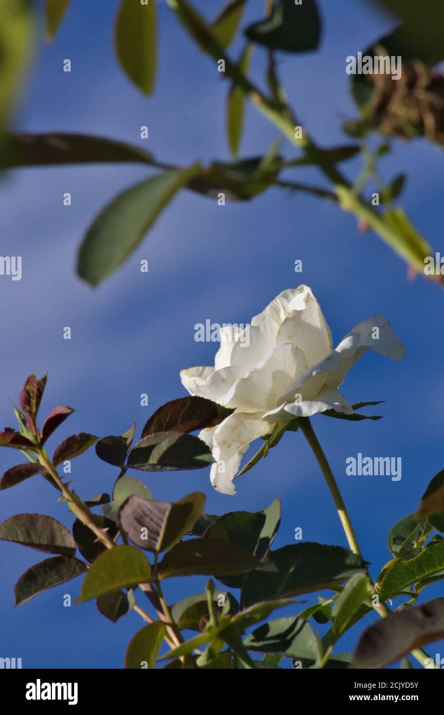 Vertical view of a flower of a white rose bush with blue sky as a ...