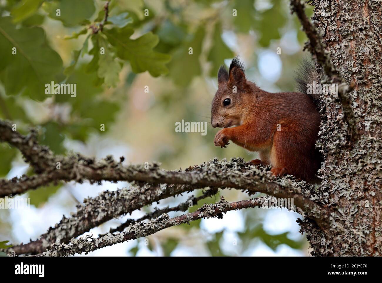A squirrel eating an acorn on a branch of an oak tree Stock Photo Alamy