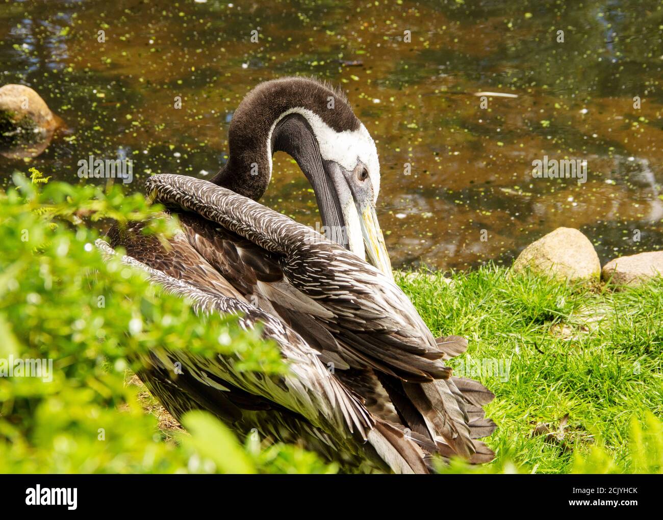 The brown pelican, Pelecanus occidentalis, is a bird of the pelican family, Pelecanidae Stock Photo
