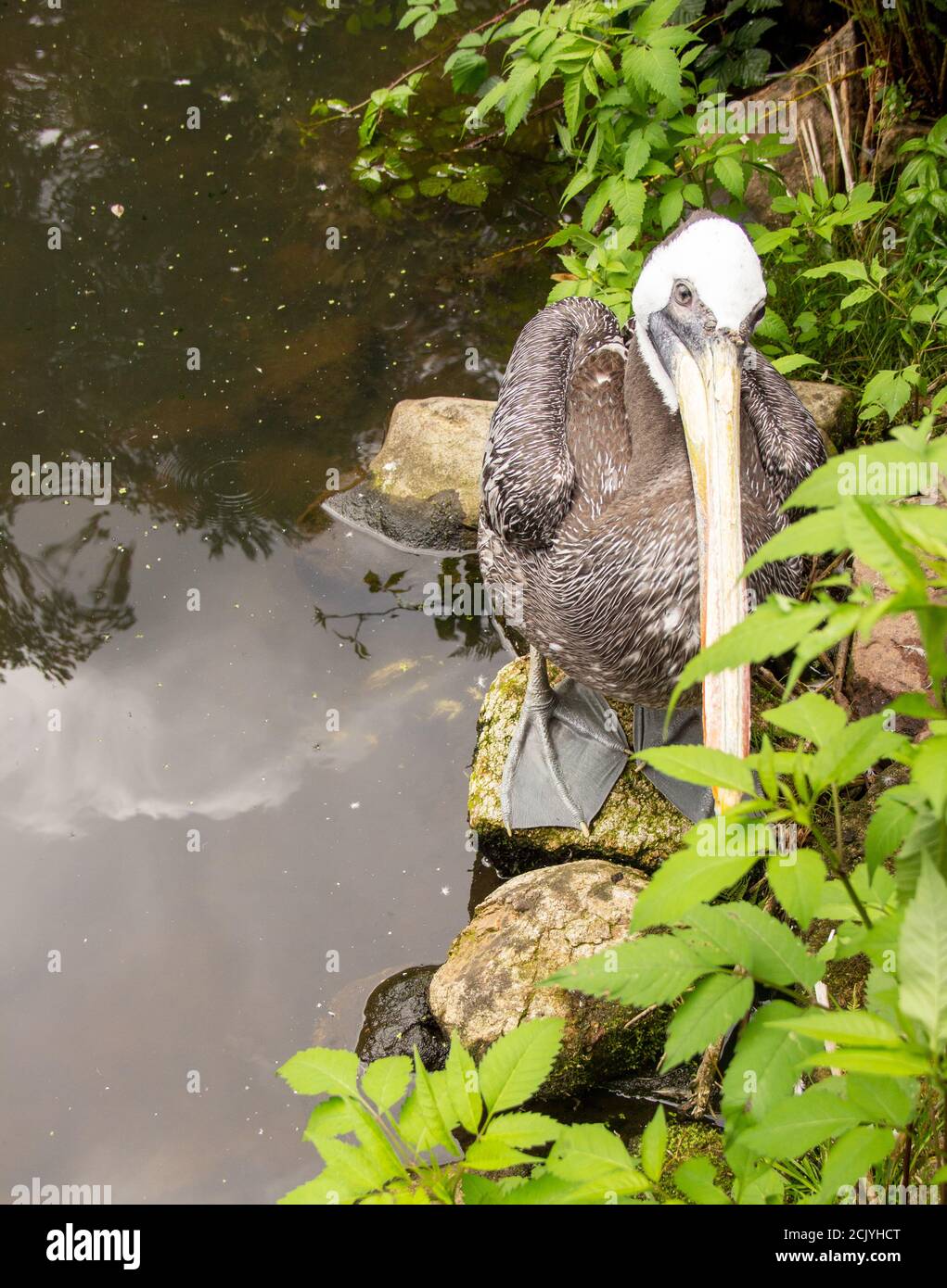 View of a brown pelican standing on the shore, Pelecanus occidentalis, is a bird in the pelican family, Pelecanidae Stock Photo